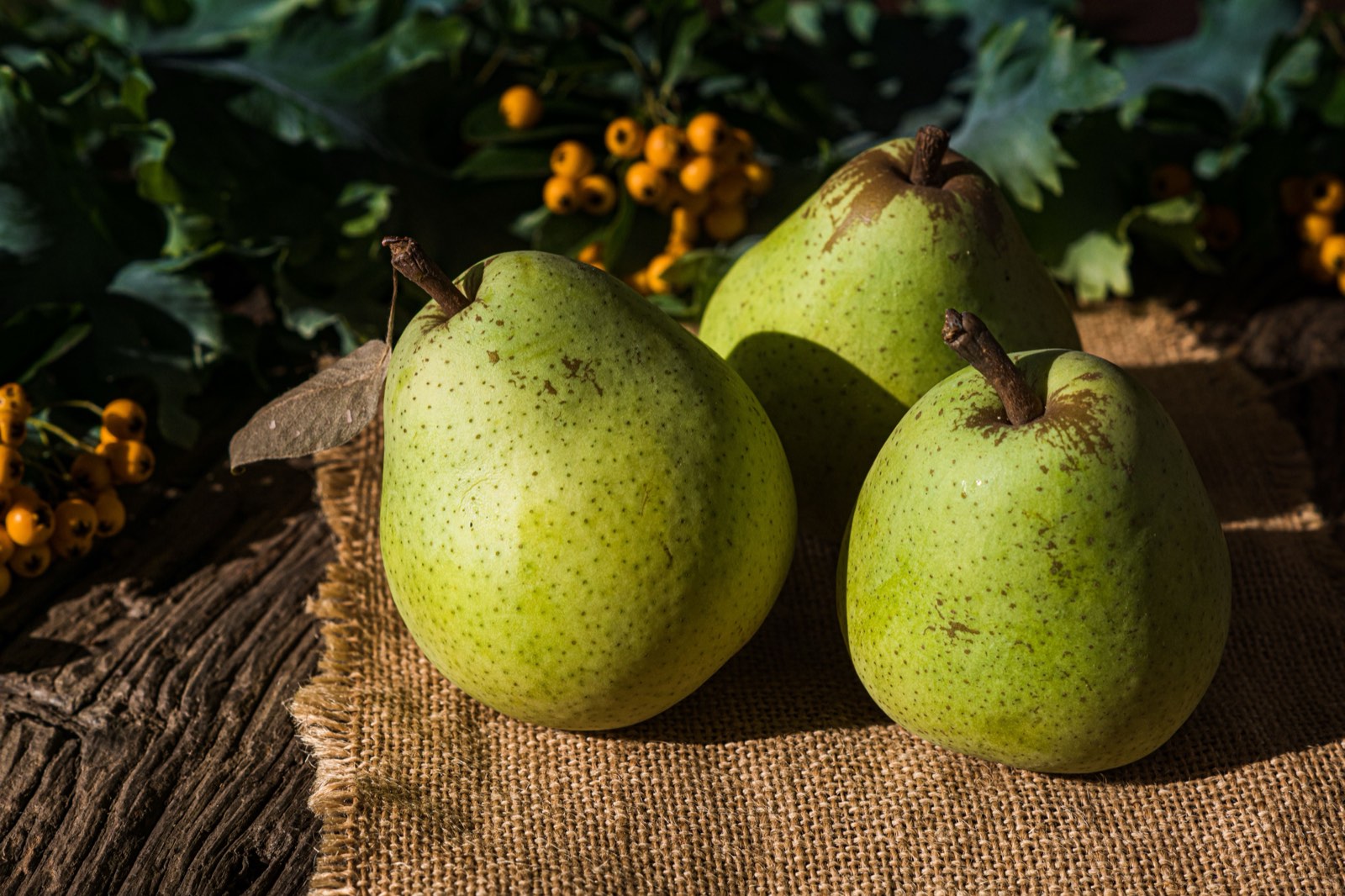 Three pears resting on burlap